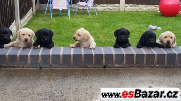 Labrador štěně s PP – fotografie 2