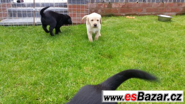Labrador štěně s PP – fotografie 3
