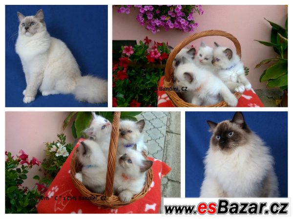 Rezervace koťátek Ragdoll s PP – fotografie 1