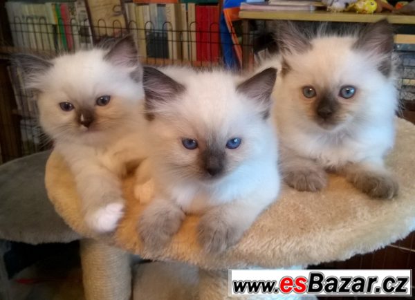 Rezervace koťátek Ragdoll s PP – fotografie 3