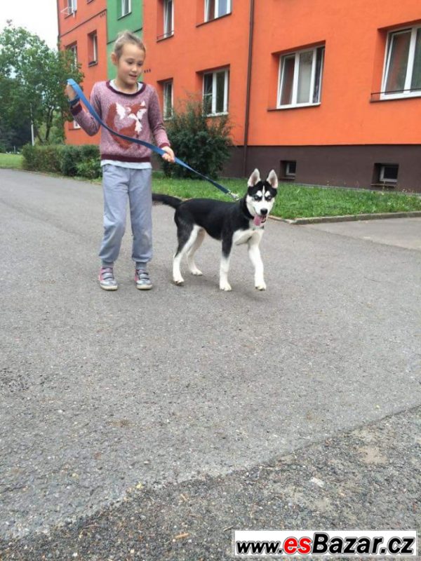 Prodáme huskyho – fotografie 2