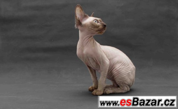 Sphynx bez PP – fotografie 1