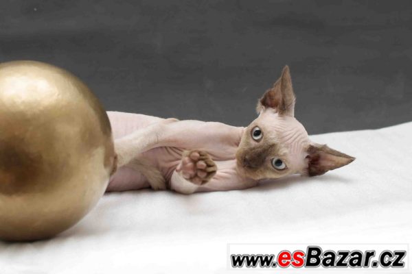 Sphynx bez PP – fotografie 3