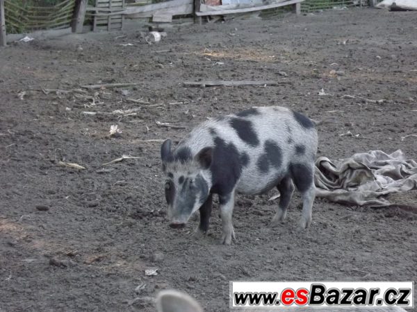 Prodám 2 bachyně v březí  – fotografie 1
