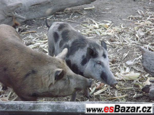 Prodám 2 bachyně v březí  – fotografie 2