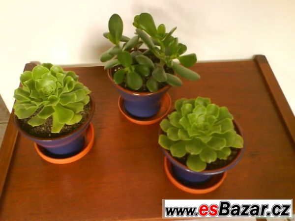 Sukulenty - tlustice Crassula, Aeon – fotografie 1