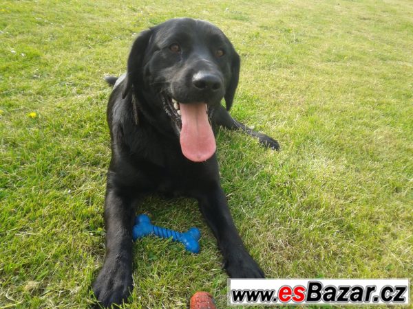 Kříženec labradorského retrívra – fotografie 1
