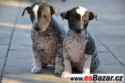 Mexický naháč - Xoloitzcuintle
