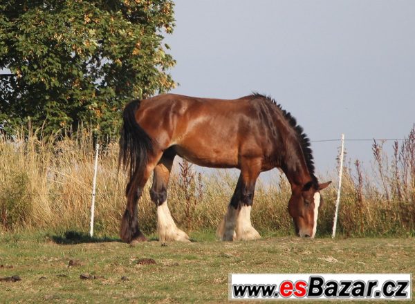 Šírského koně  – fotografie 6
