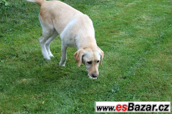 Prodám labradorku – fotografie 1