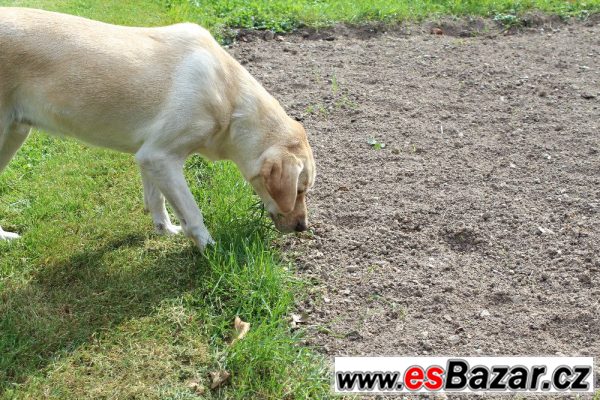 Prodám labradorku – fotografie 2