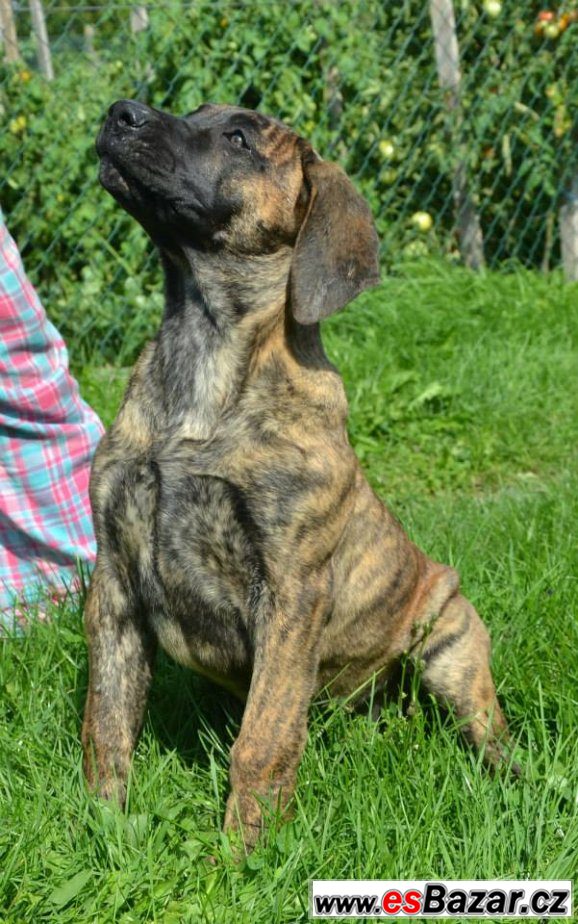 Prodám štěně Dogo Canario – fotografie 1