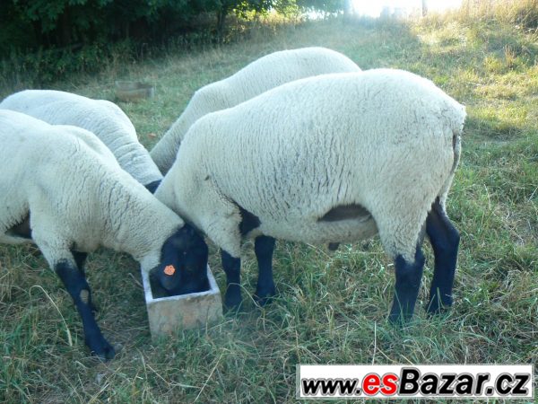 Plemenní berani Suffolk – fotografie 2