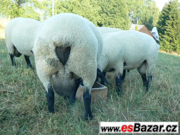 Plemenní berani Suffolk – fotografie 3