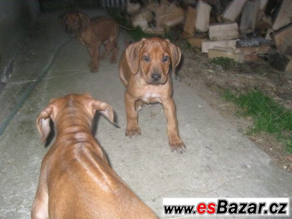 Rhodézský ridgeback – fotografie 2