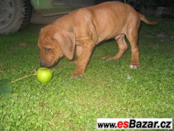 Rhodézský ridgeback – fotografie 3