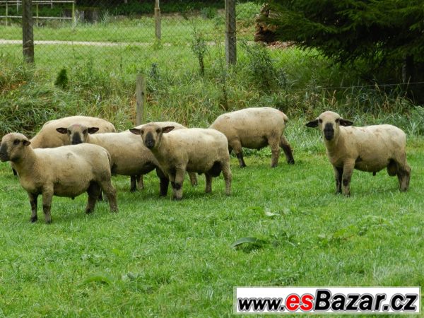 Plemenné berany Hampshire Down – fotografie 2