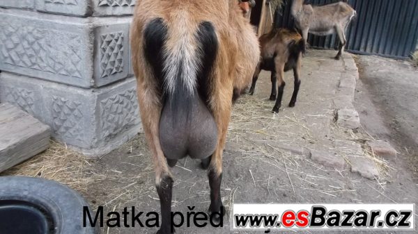 Letošní kozička po výb.dojnici – fotografie 2
