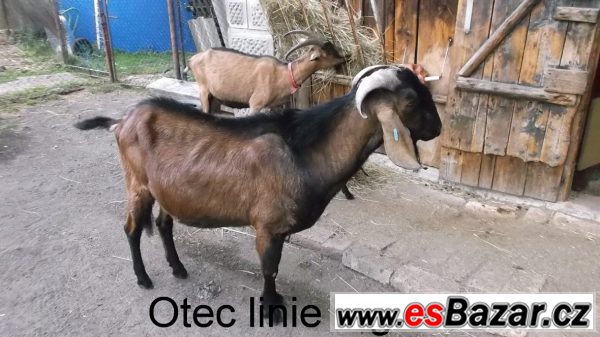 Letošní kozička po výb.dojnici – fotografie 3
