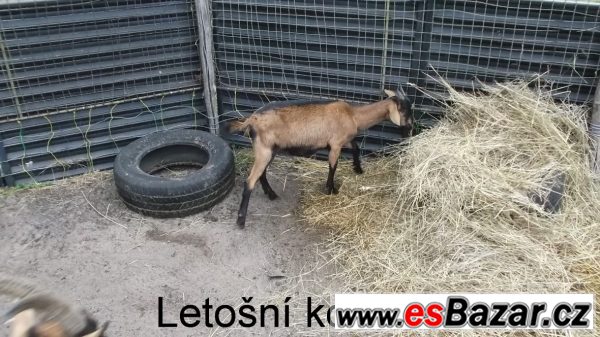Letošní kozička po výb.dojnici – fotografie 4