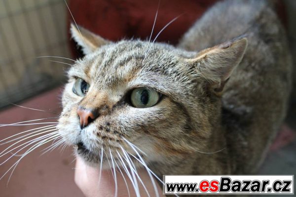 Prodám výheň. – fotografie 1