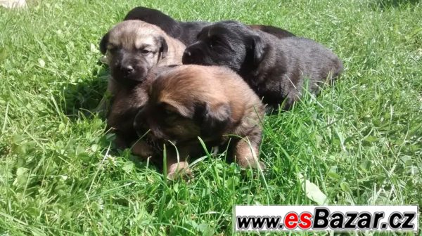 Kříženec labradora a lajky – fotografie 5