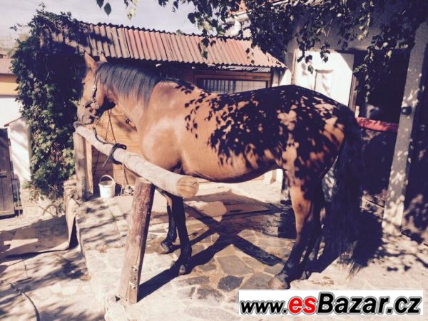 Charakterní valach QH/ČT  – fotografie 1