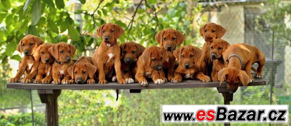 CHS Anima Animal - RR s PP – fotografie 2