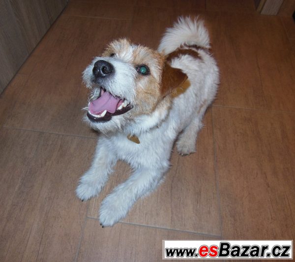 Jack Russell terier čistokrevný pes – fotografie 2
