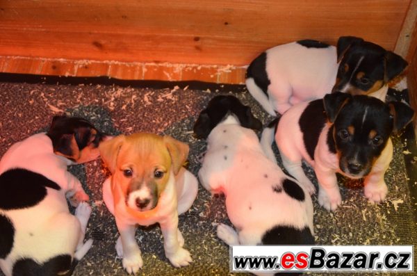 Jack Russel terrier s PP – fotografie 3