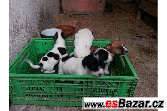 Jack Russel terrier s PP – fotografie 4