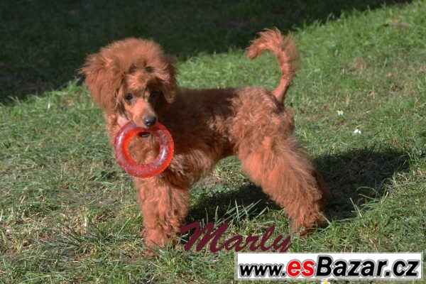 Pudl toy červený s pp – fotografie 1