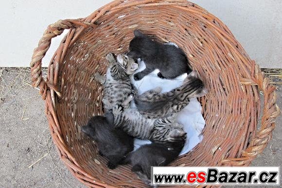 Nabízíme malá koťátka  – fotografie 1