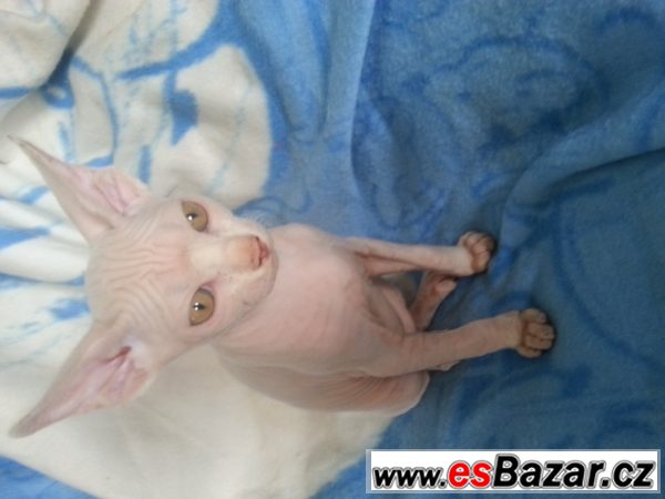 prodám koťata kanadský sphynx – fotografie 3