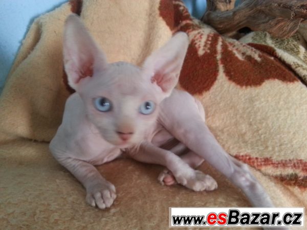 prodám koťata kanadský sphynx – fotografie 4