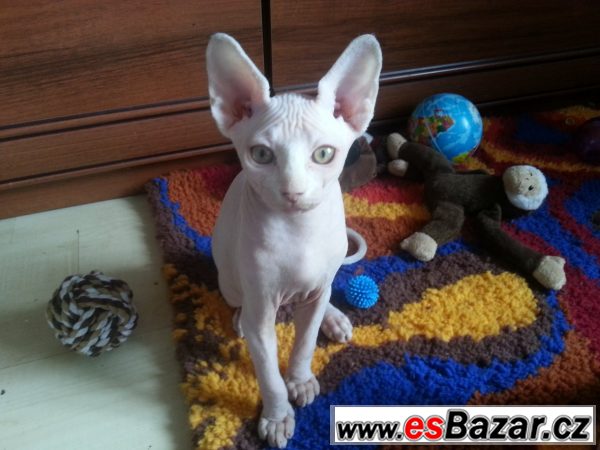 prodám koťata kanadský sphynx – fotografie 5