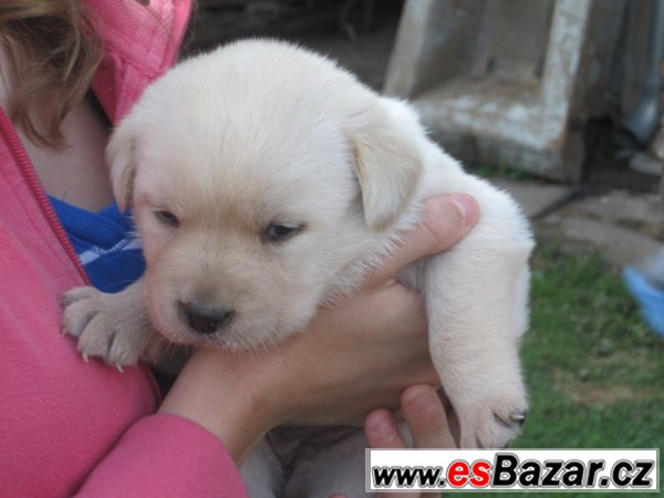 Nabízím čistokr. štěňata LABRADORA – fotografie 1