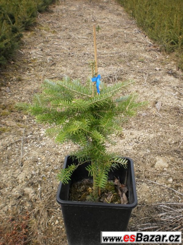 Jedle korejská - Abies koreana – fotografie 3