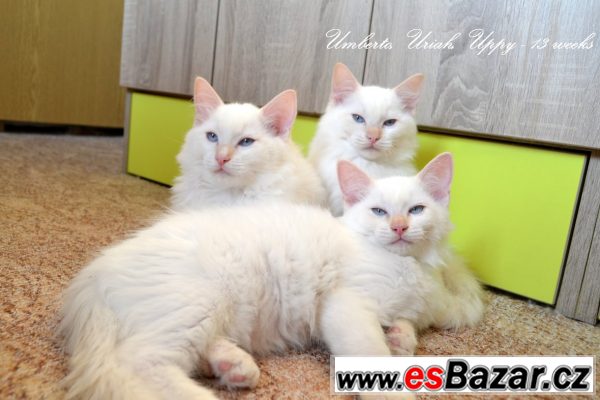 Ragdoll koťátka - již k odběru – fotografie 1