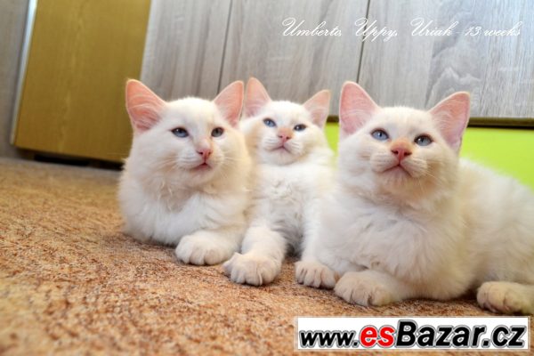 Ragdoll koťátka - již k odběru – fotografie 3