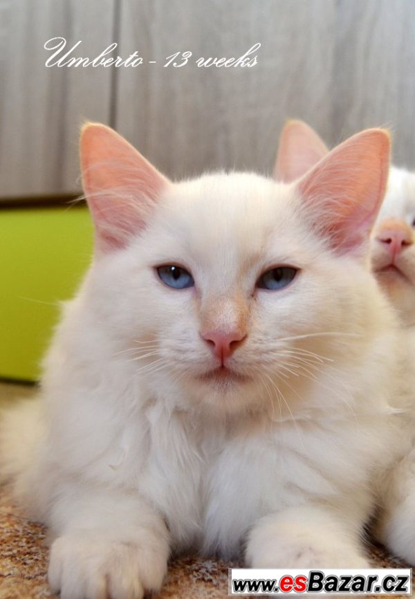 Ragdoll koťátka - již k odběru – fotografie 4