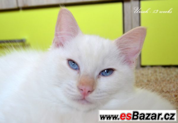 Ragdoll koťátka - již k odběru – fotografie 5