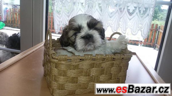 Prodám štěňátko shih-tzu  – fotografie 3