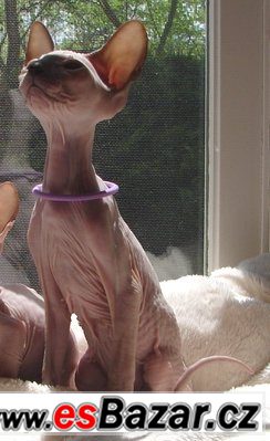 Sphinx bez PP – fotografie 1