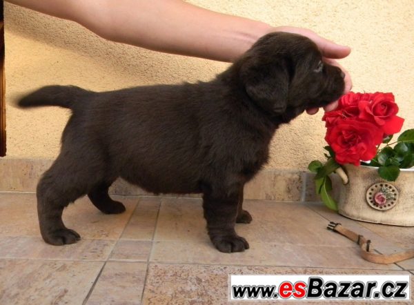 Labrador - fenka – fotografie 2