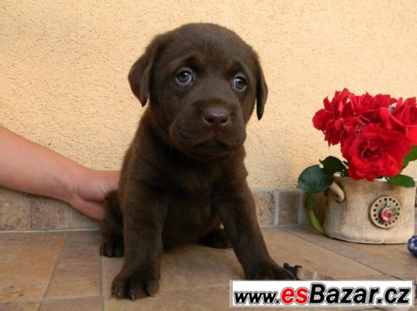 Labrador - fenka – fotografie 4