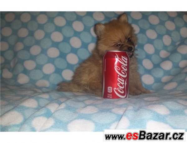 Prodám štěňátka Pomeranian – fotografie 1