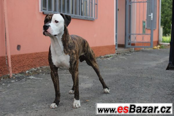 Pitbull/Staford - ke krytí – fotografie 2