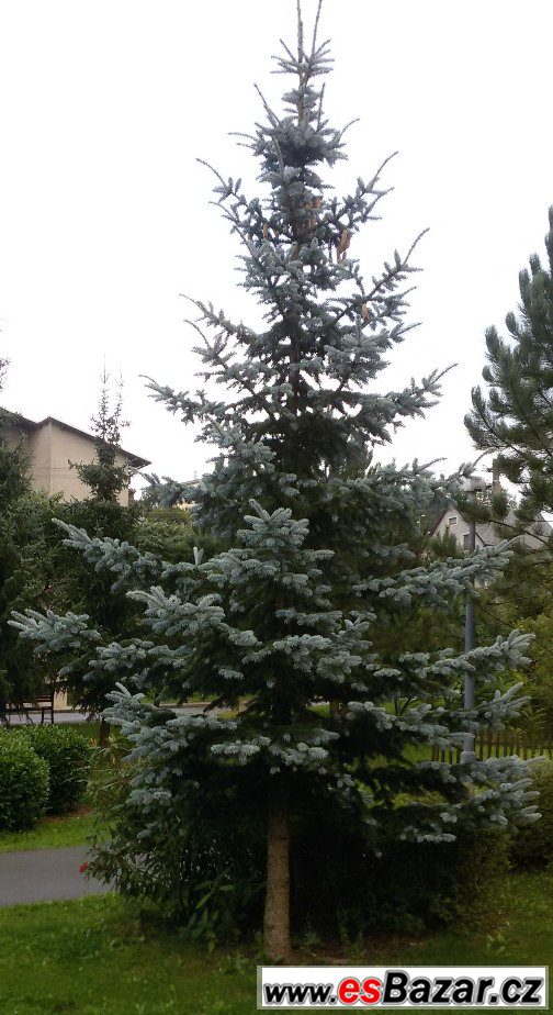 Smrk pichlavý stříbrný - sazenice – fotografie 1