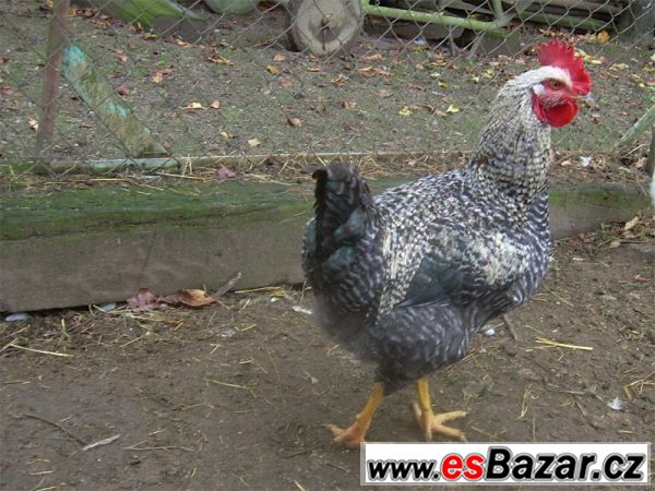 Kohouti ISA Sussex a Moravia Barred – fotografie 3